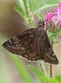 Wild Indigo Duskywing